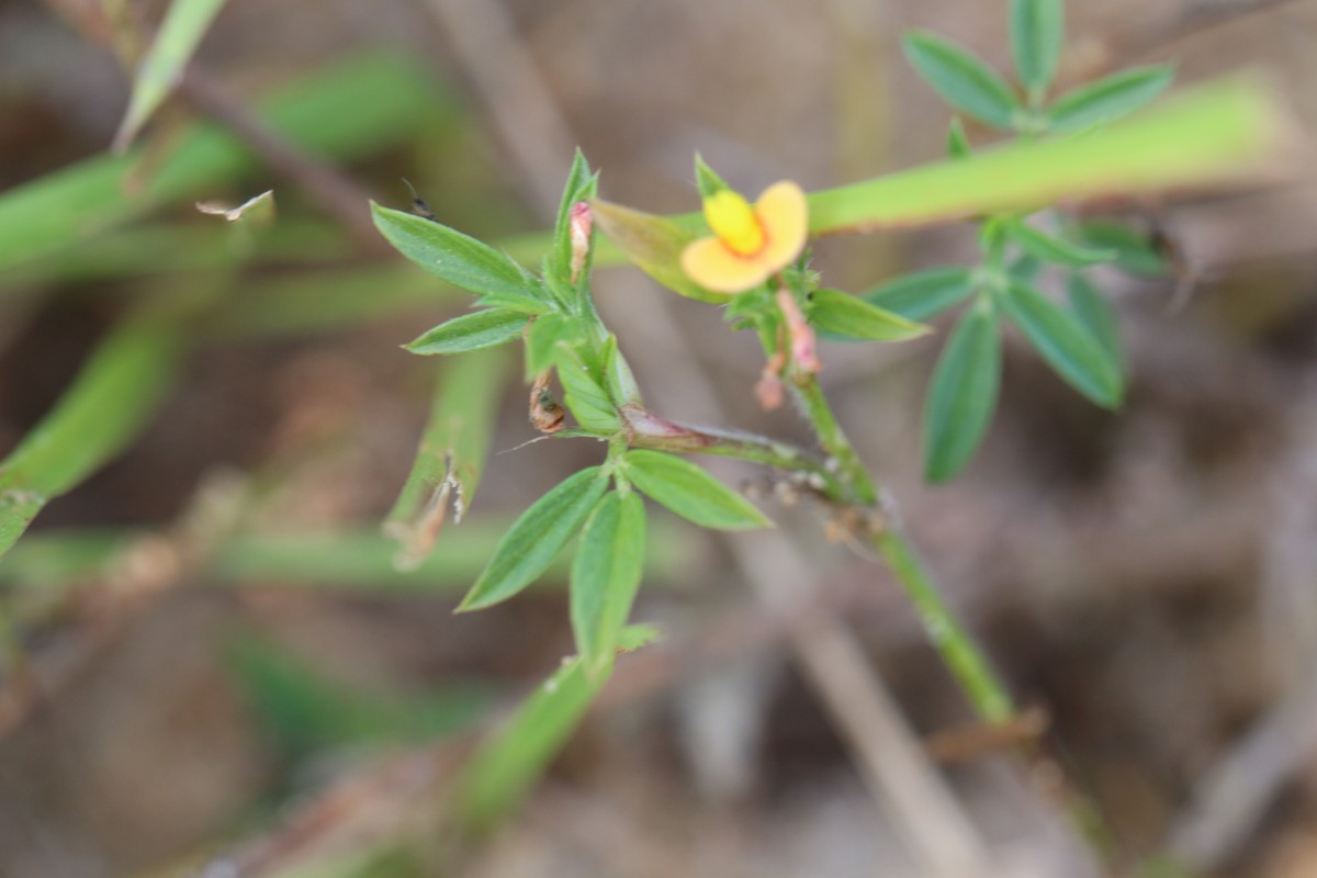 Stylosanthes guianensis (Aubl.) Sw.